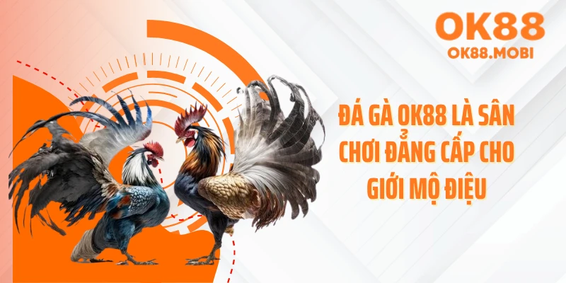 Đá gà OK88 là sân chơi đẳng cấp cho giới mộ điệu